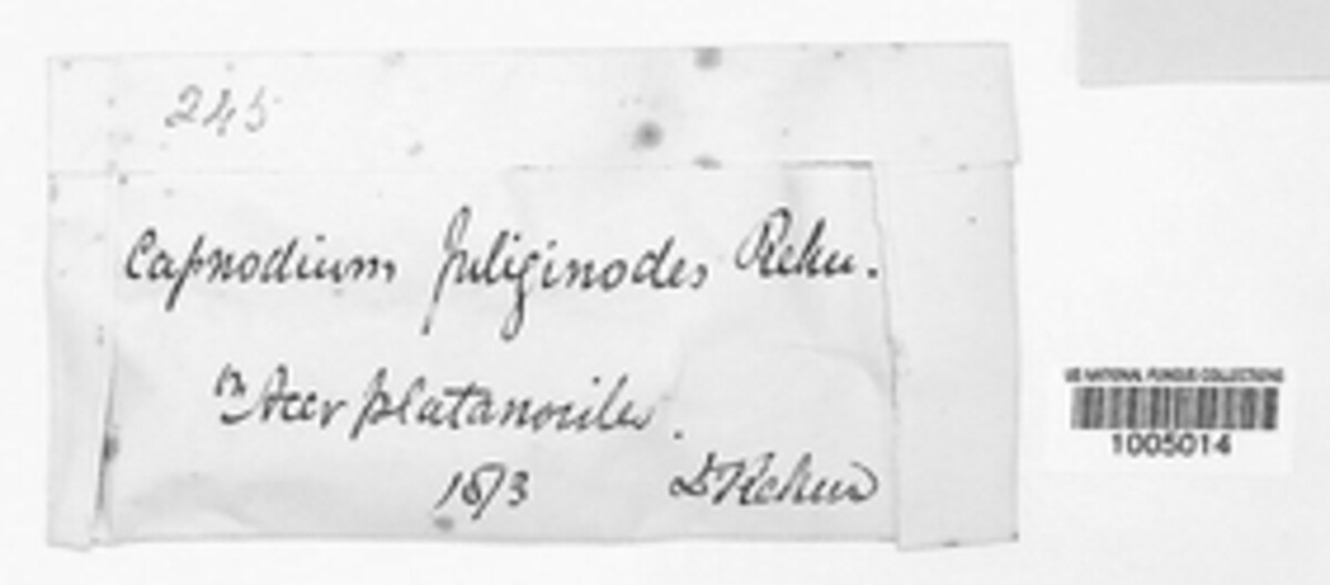 Capnophaeum fuliginodes image